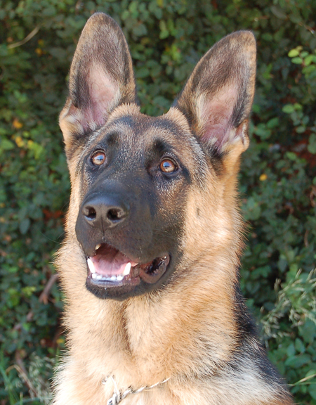 dog