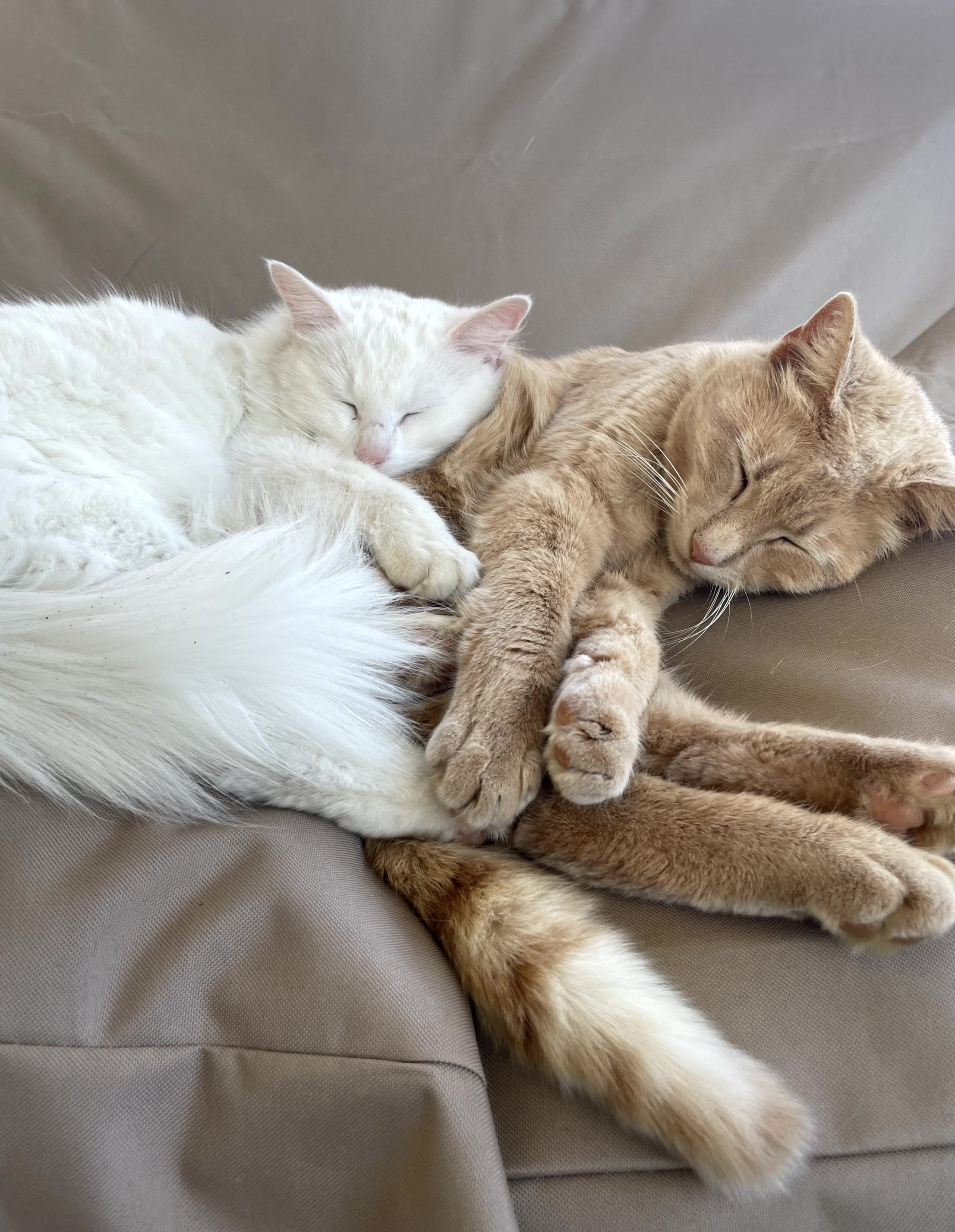 Fluff and Milo