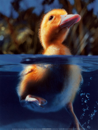 Duckling